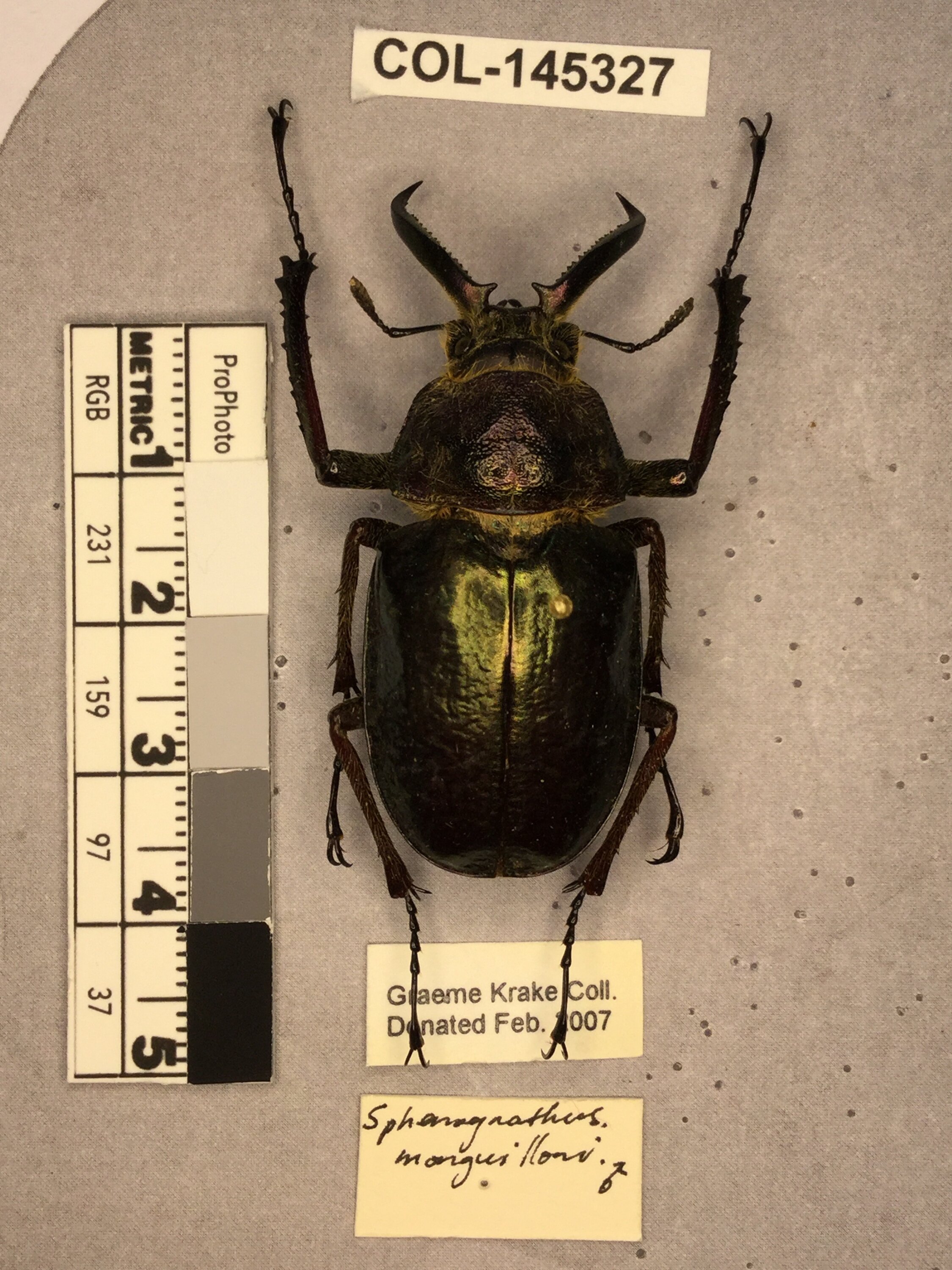 Sphaenognathus monguilloni (Lacroix, 1972)