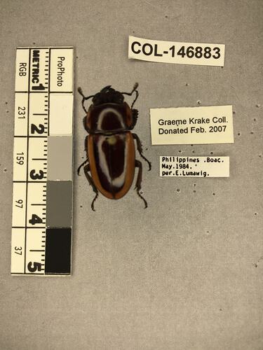 Shiny brown beetle specimen with large mandibles, pinned next to text labels.