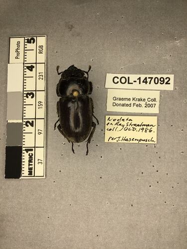 Dorsal view of pinned beetle specimen with labels.