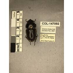 Dorsal view of pinned beetle specimen with labels.