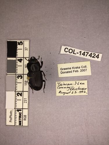 Shiny brown beetle specimen with large mandibles, pinned next to text labels.
