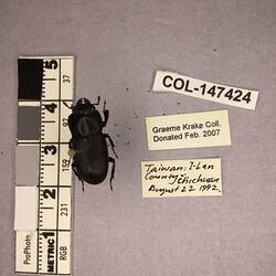 Shiny brown beetle specimen with large mandibles, pinned next to text labels.