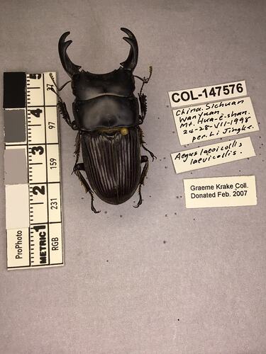 Shiny brown beetle specimen with large mandibles, pinned next to text labels.