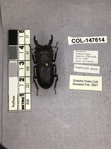 Shiny brown beetle specimen with large mandibles, pinned next to text labels.