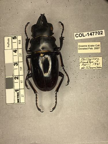 Shiny brown beetle specimen with large mandibles, pinned next to text labels.