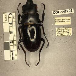 Shiny brown beetle specimen with large mandibles, pinned next to text labels.