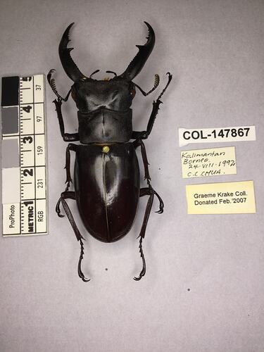 Shiny brown beetle specimen with large mandibles, pinned next to text labels.