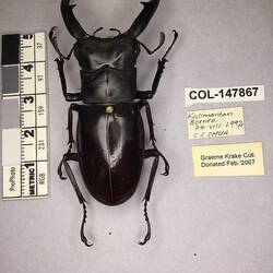 Shiny brown beetle specimen with large mandibles, pinned next to text labels.