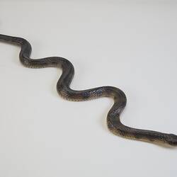 Our Wondrous Planet, Our Wild Family: Cast - Tiger Snake, <em>Notechis scutatus</em> (Peters, 1861)