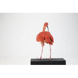 <em>Eudocimus ruber</em>, Scarlet Ibis. [B 33026]