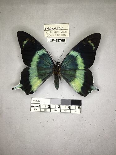 Pinned butterfly specimen beside label.