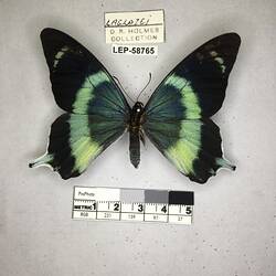 Pinned butterfly specimen beside label.