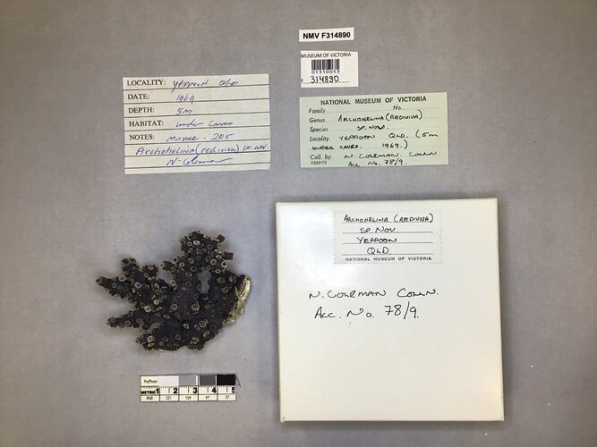 Dry stony coral specimen beside labels.
