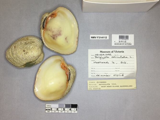 Dry Venus Clam shells beside labels.
