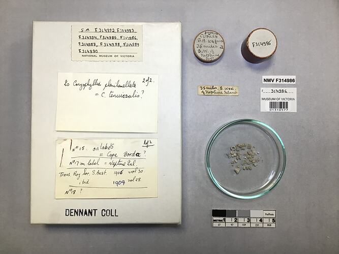 Dry stony coral specimens in dish beside labels.