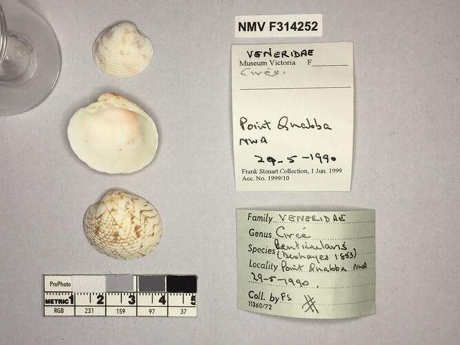 Dry Venus Clam shells beside labels.