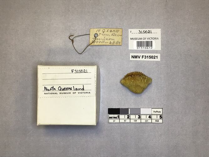 Dry stony coral specimen beside labels.