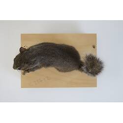 <em>Sciurotamias davidianus</em>, Père David's Rock Squirrel. [C 23782]