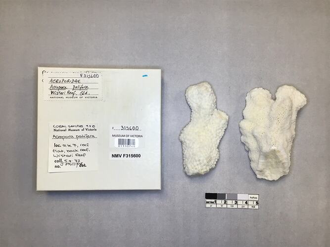 Dry stony coral specimen beside labels.