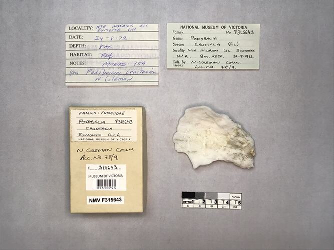 Dry coral specimen beside labels.
