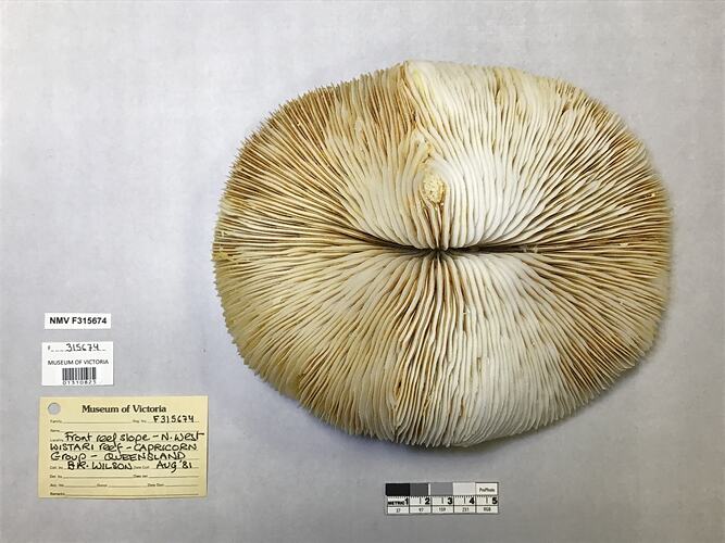 Dry coral specimen beside labels.