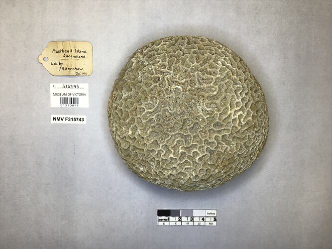 Dry stony coral specimen beside labels.