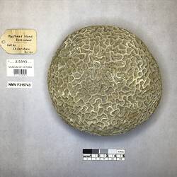 Dry stony coral specimen beside labels.