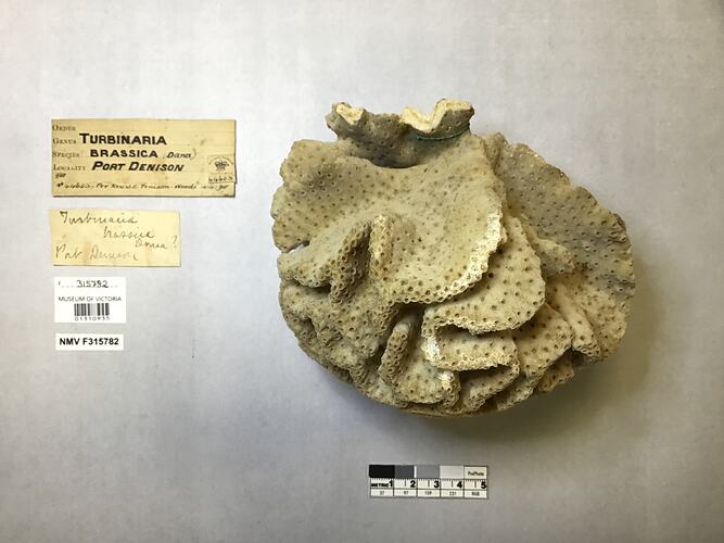 Dry stony coral specimen beside labels.