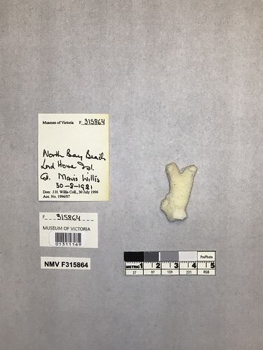 Dry stony coral specimen beside labels.