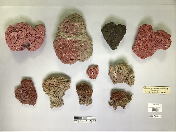Dry soft coral specimen beside labels.