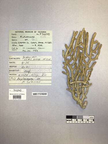 Dry soft coral specimen beside labels.
