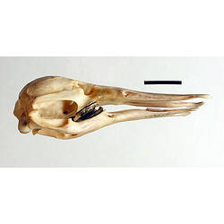 Skull of a platypus side view
