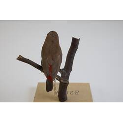 <em>Emblema pictum</em>, Painted Finch. [B 21189]