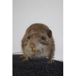 <em>Rattus rattus</em>, Black Rat. [C 7003]