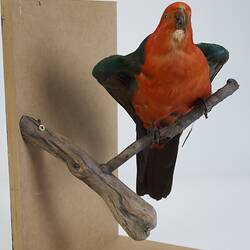 <em>Alisterus scapularis</em>, Australian King-parrot. [B 21647]