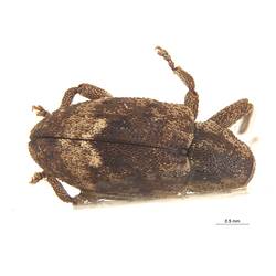 Dorsal view of pinned weevil specimen.