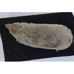 <em>Bathyergus suillus</em>, Cape Dune Mole Rat. [C 30039]