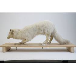 <em>Vulpes lagopus</em>, Arctic Fox. [C 29945]