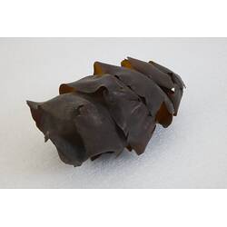 <em>Heterodontus portusjacksoni</em>, Port Jackson Shark. [A 15799]