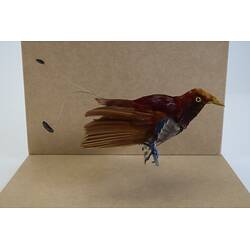 <em>Cicinnurus regius coccineifrons</em>, King Bird-of-Paradise. [B 21490]