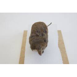 <em>Sorex alpinus</em>, Alpine Shrew. [C 30186]