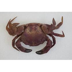 <em>Nectocarcinus integrifrons</em>, Rough Rock Crab. [J 27161]