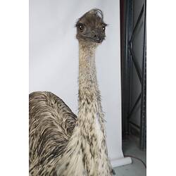 <em>Dromaius novaehollandiae novaehollandiae</em>, Emu. [B 21737]