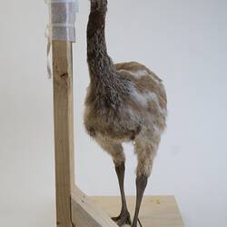 <em>Casuarius casuarius</em>, Southern Cassowary. [B 22550]