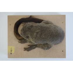 <em>Aotus trivirgatus</em>, Three-striped Night Monkey. [C 30263]