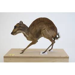<em>Tragulus napu</em>, Greater Mouse-deer. [C 30638]