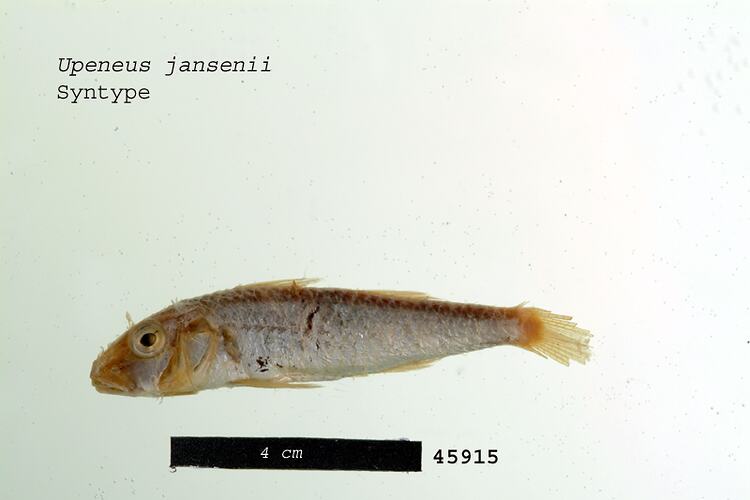 Fish specimen with scale bar, lateral view.