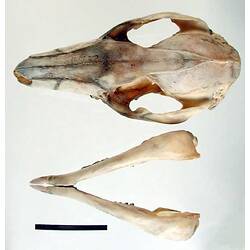 Wallaby lower jaw beside skull, external surfaces visible.