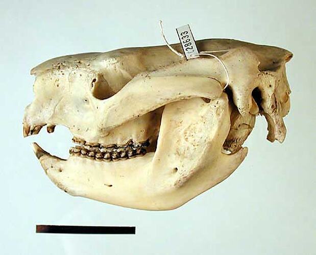 Side view of koala skull.