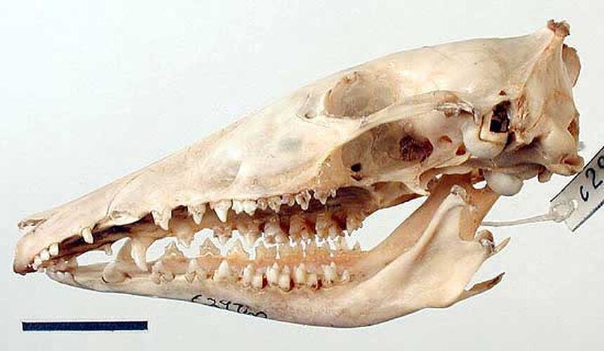 Lateral view of bandicoot skull with scale bar.